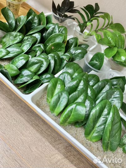 Замиокулькас зензи. Обновление 7.09