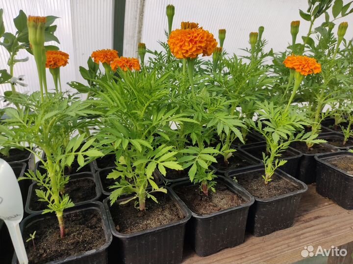 Саженцы Бархатцы зкс низкорослые