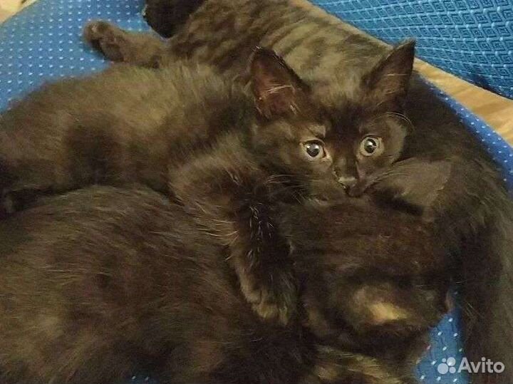 Отдам котят в добрые руки
