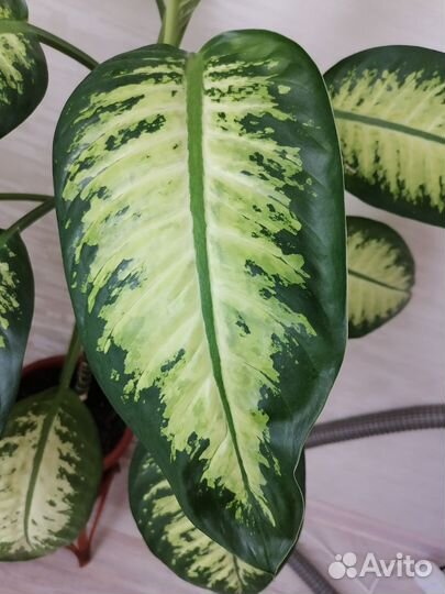 Диффенбахия