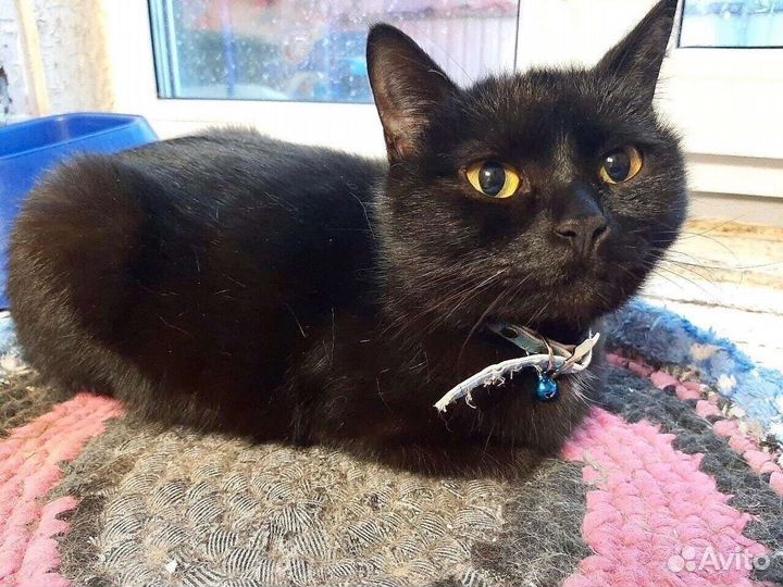 Кошка в добрые руки