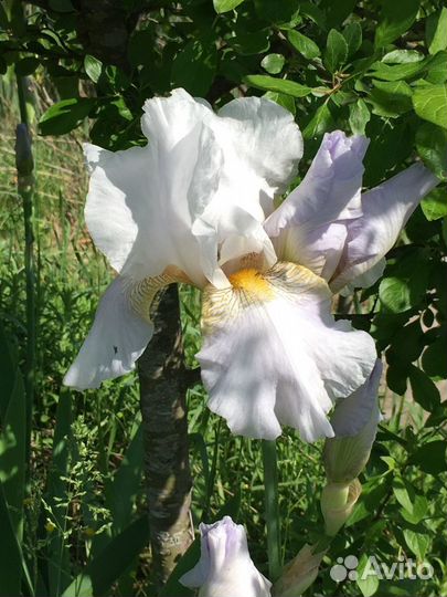 Ирисы бородатые