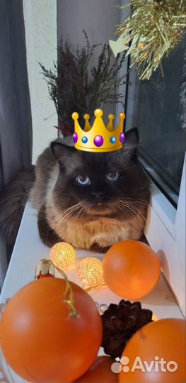 Вязка/передержка с 27.09 по 14.10.24 г