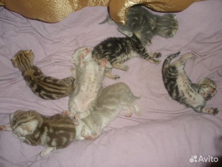 Вязка, шотландский фолд выезжает к кошечке