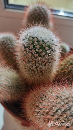 Кактусы и суккуленты