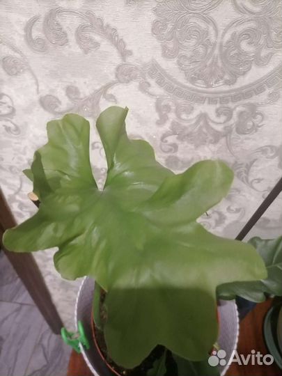 Филодендрон