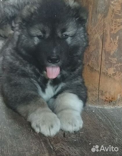 Щенки кавказской овчарки