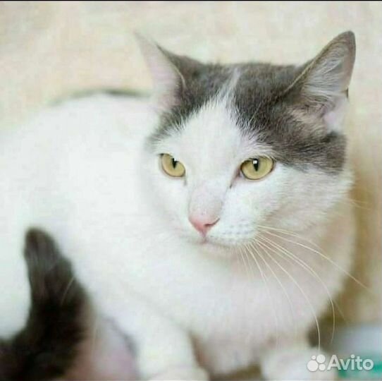 Красавец кот в добрые руки