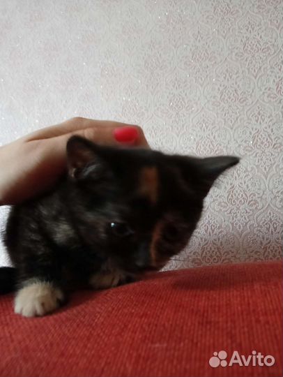 Милые котята