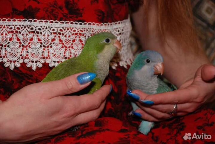 Попугай Монах