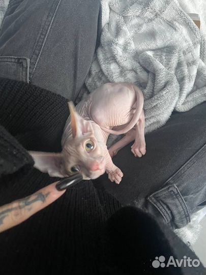 Сфинкс мальчик