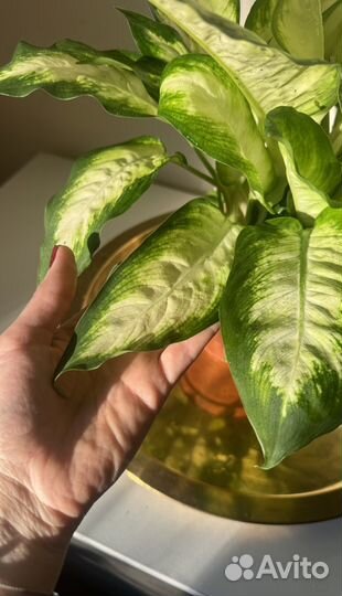 Диффенбахия Камилла, домашний цветок