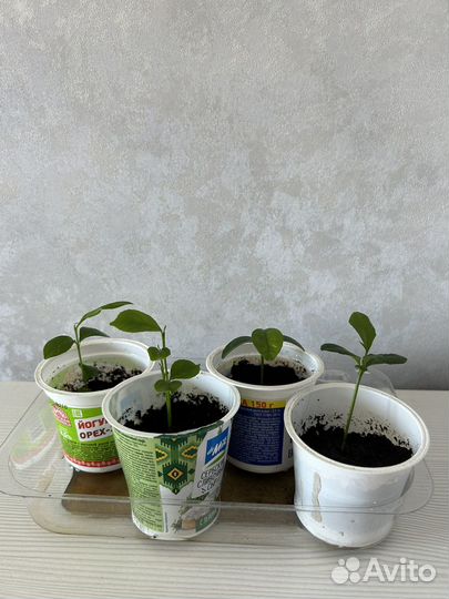 Саженцы цитрусовых