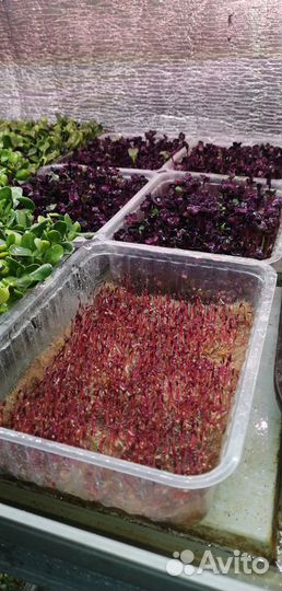 Витграсс, сок пшеницы, хлорофилл, микрозелень