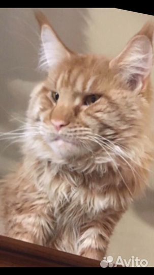 Полидакты мейн кун