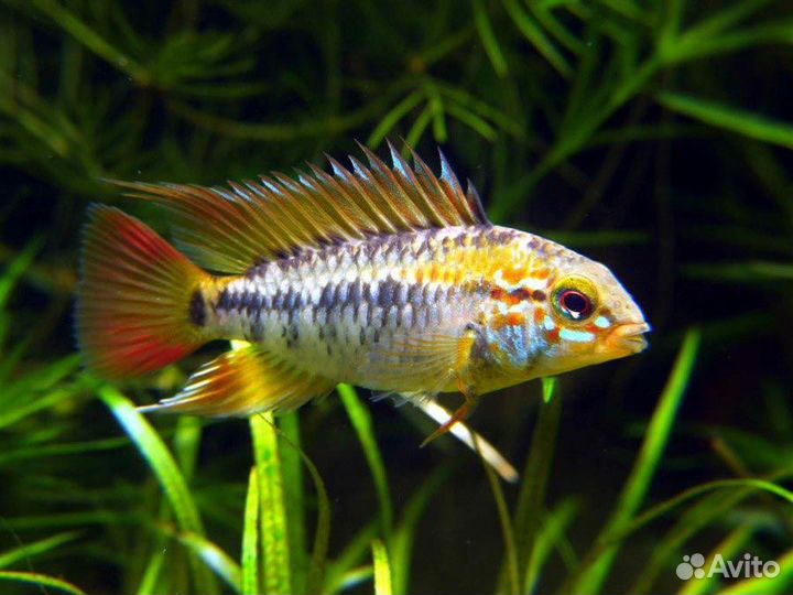 Цихлида Апистограмма Виджета, огненнохвостая