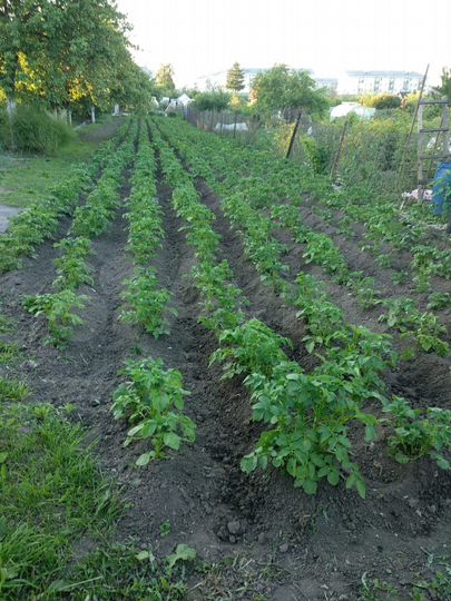 Участок 5 сот. (СНТ, ДНП)