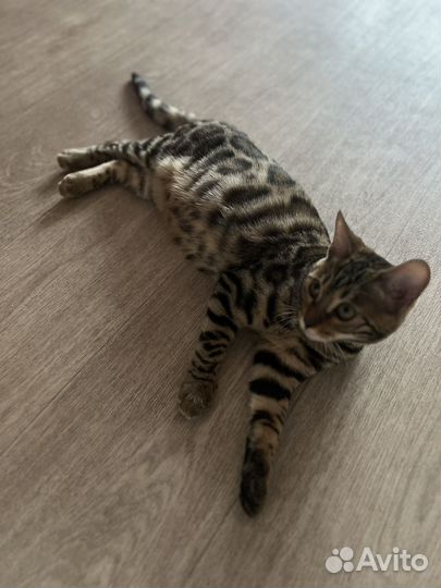 Продается бенгальская кошка