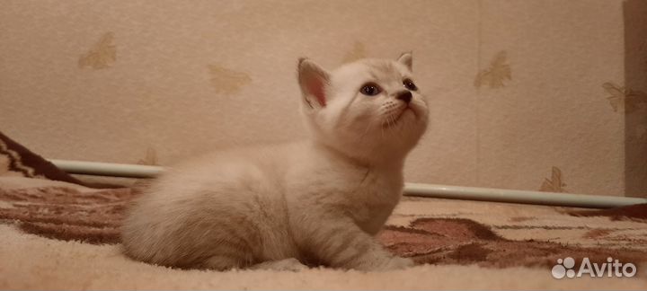 Британские котята