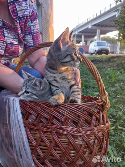 Спасите котят