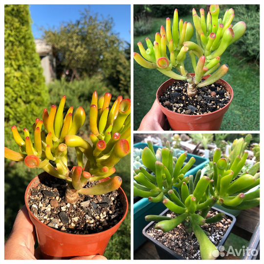 Толстянка/ крассула