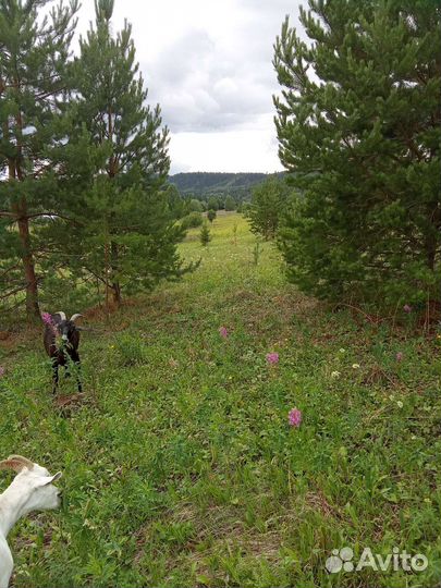 Душица, зверобой, тысячелистник