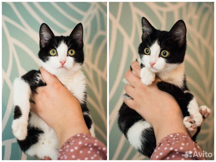 Кошка в дар