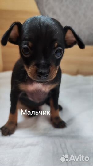 Мини той-терьер щенки