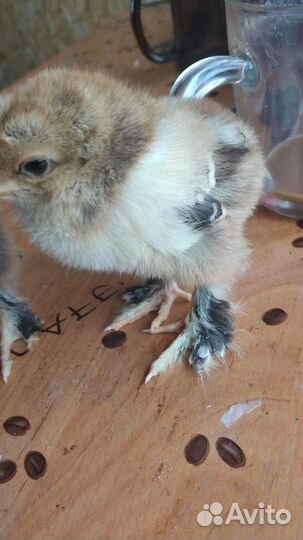 Куры цыплята