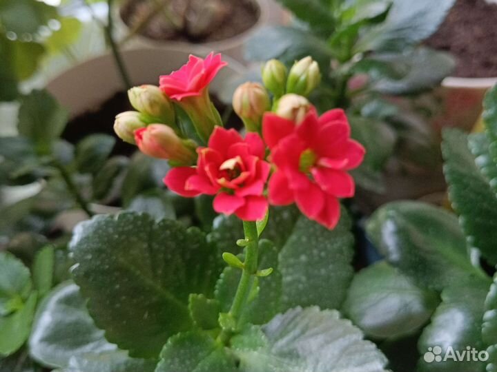 Кактусы и суккуленты