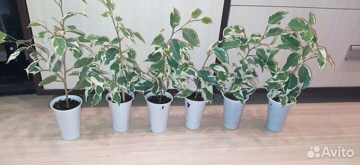 Фикус Бенджамина Старлайт