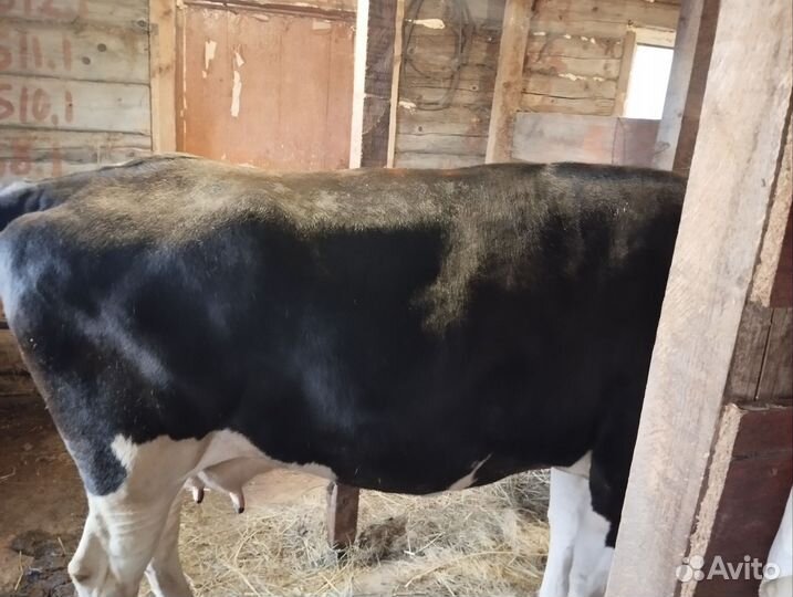 Джерсейская корова