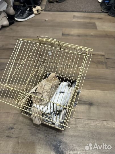 Продажа голубей