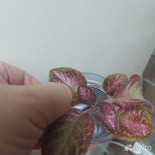 Эписции разные