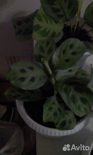 Комнатные цветы