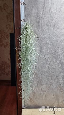 Тилландсия атмосферная уснеевидная 80 -см купить в Москве | Товары для ...