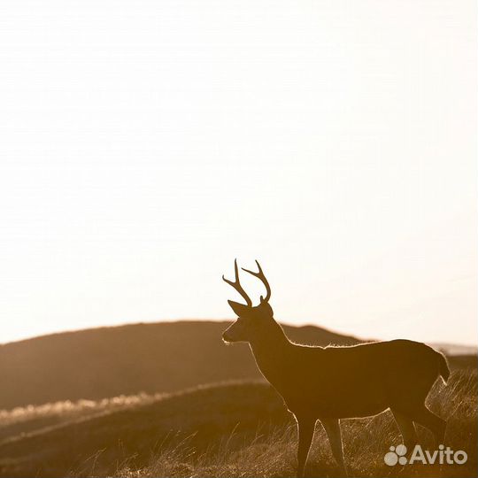 Авторские фотообои 