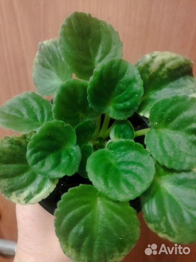 Фиалка Белый жемчуг