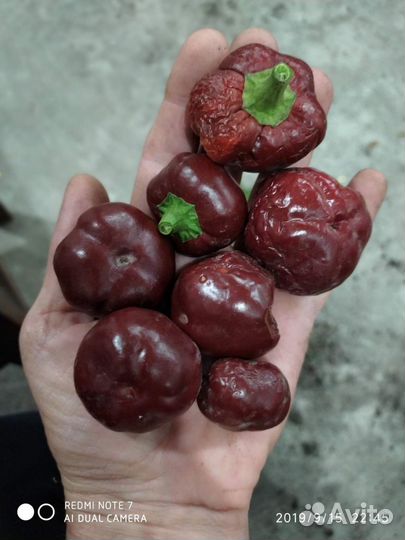 Семена острого перца