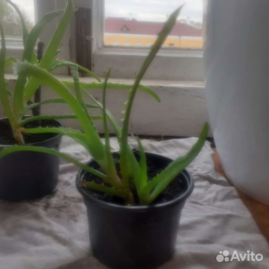 Бабушкин Столетник