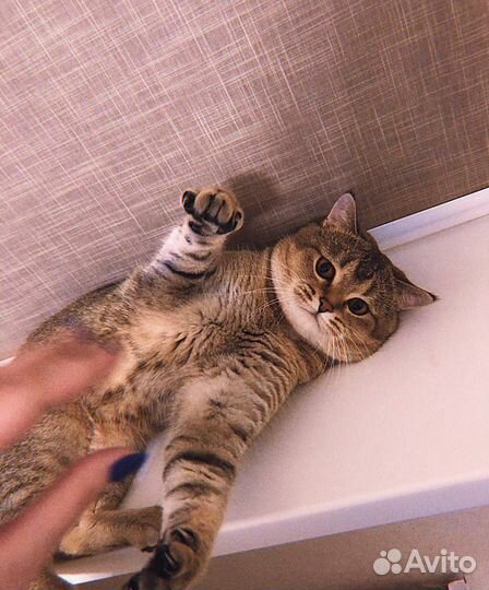 Вязка котов шотландских