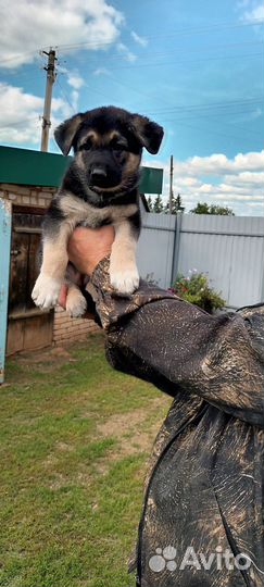 Продажа щенков вео(Восточно- Европейская овчарка)
