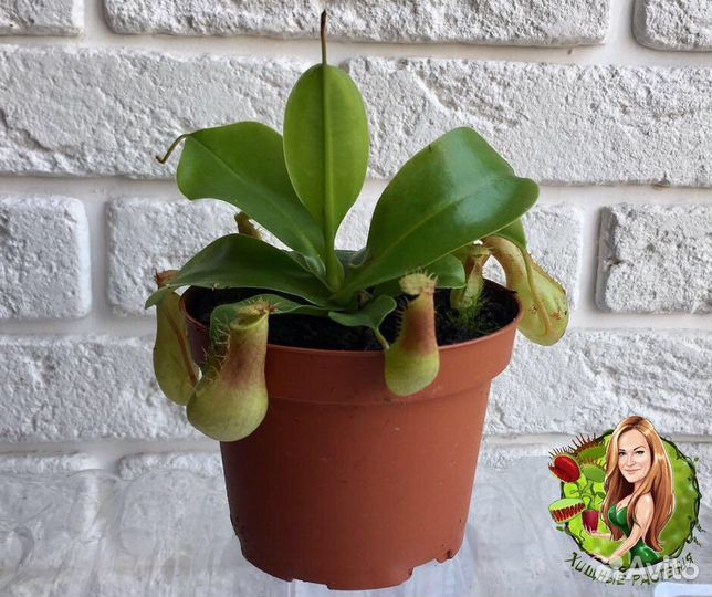 Непентес Вентрата