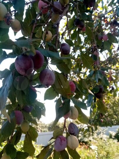 Дача 60 м² на участке 5,5 сот.