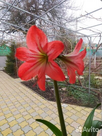 Гиппеаструм