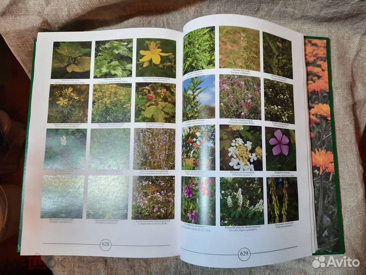 Атлас лекарственных растений России 2021г