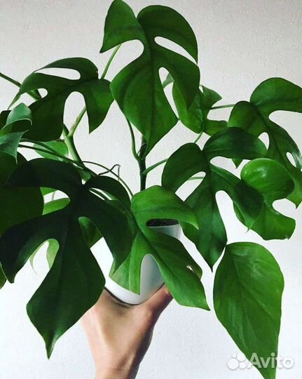 Рафидофора тетрасперма