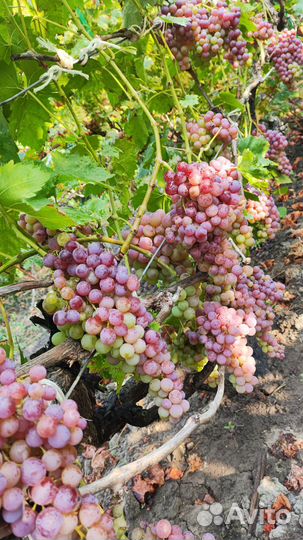 Саженцы винограда, виноград