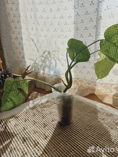 Монстера вариегатная