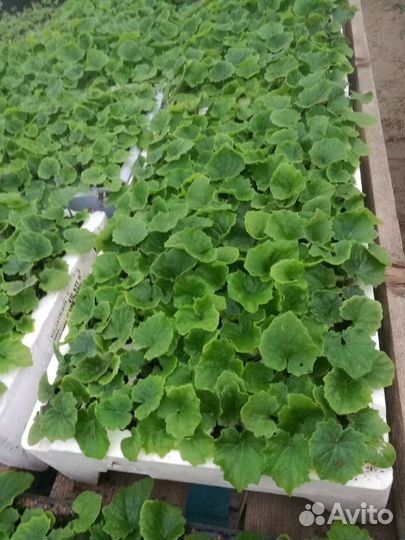 Цинерария. Сеянцы на доращивание к 8 марта